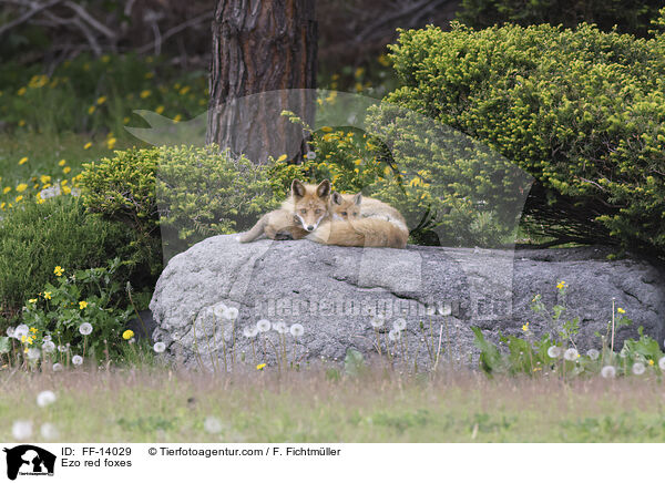 Ezo red foxes / FF-14029