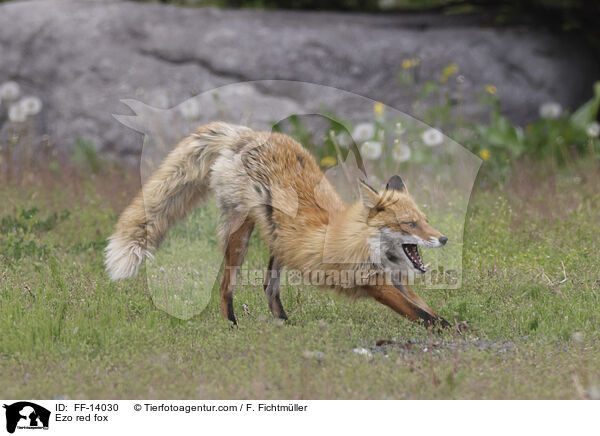 Ezo-Rotfuchs / Ezo red fox / FF-14030
