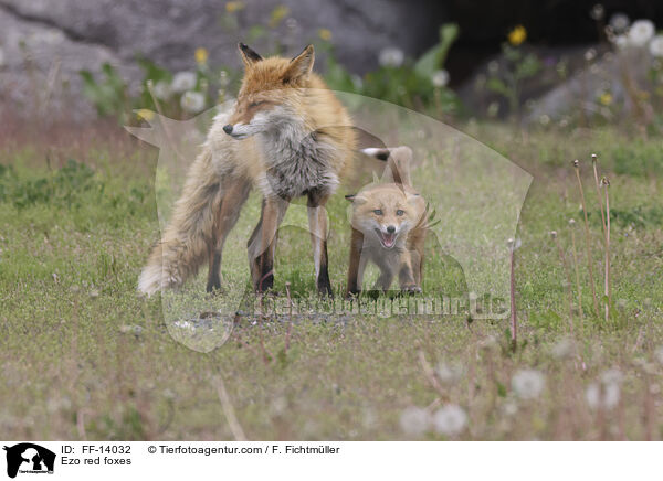 Ezo-Rotfchse / Ezo red foxes / FF-14032