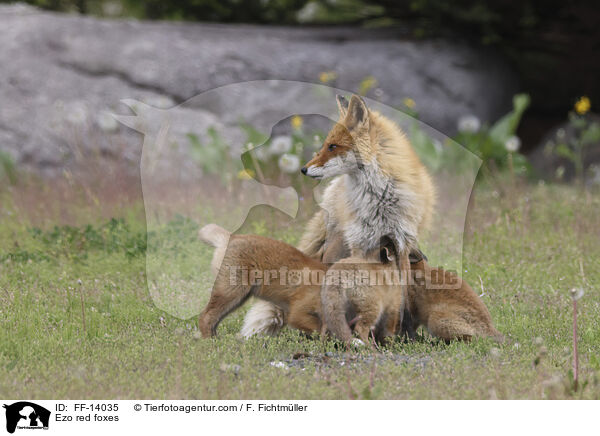 Ezo-Rotfchse / Ezo red foxes / FF-14035