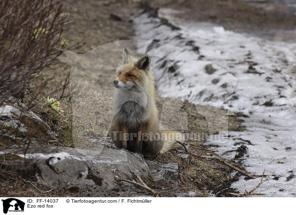 Ezo red fox / FF-14037