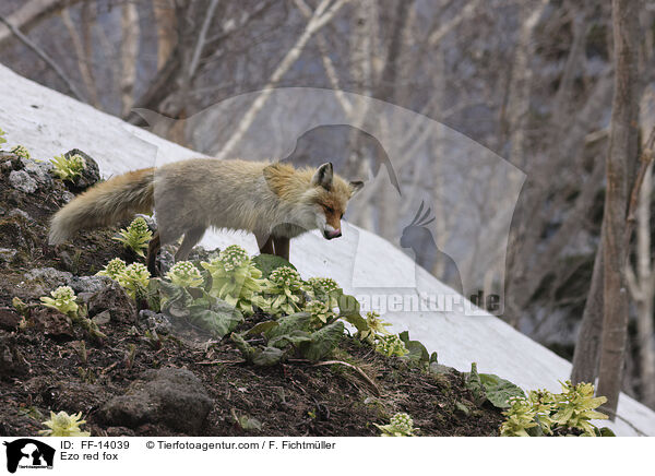 Ezo red fox / FF-14039