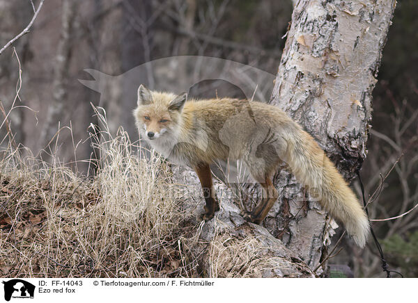 Ezo red fox / FF-14043