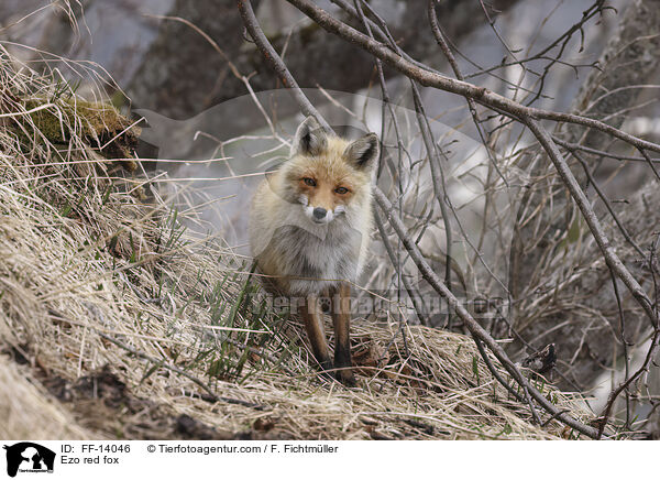 Ezo red fox / FF-14046