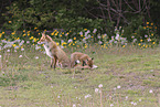 Ezo red foxes