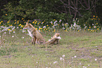 Ezo red foxes