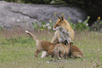 Ezo red foxes
