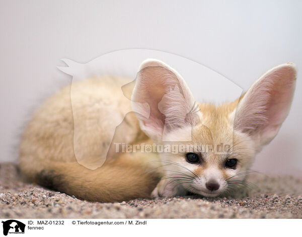 fennec / MAZ-01232