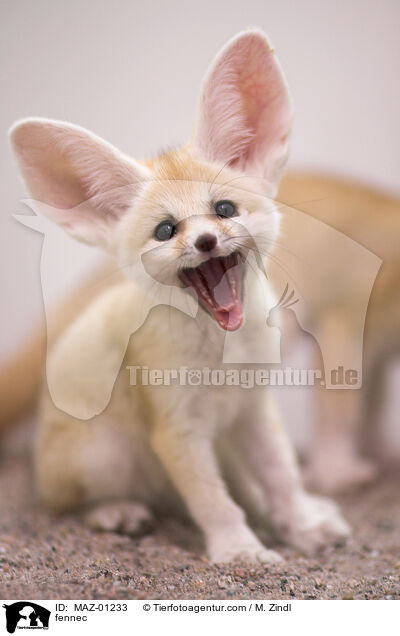 fennec / MAZ-01233