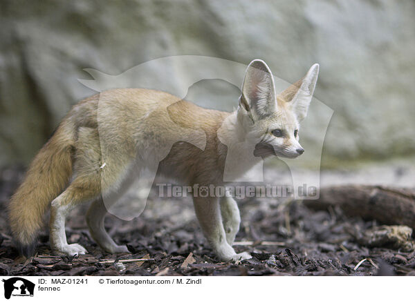 Fennek / fennec / MAZ-01241