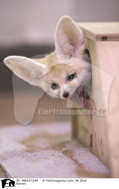 Fennek / fennec / MAZ-01246