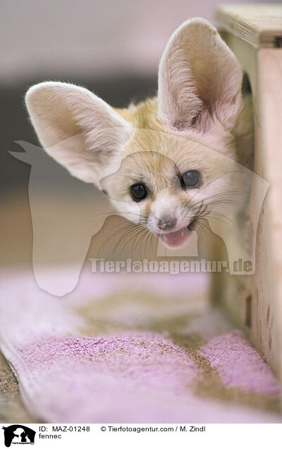 fennec / MAZ-01248