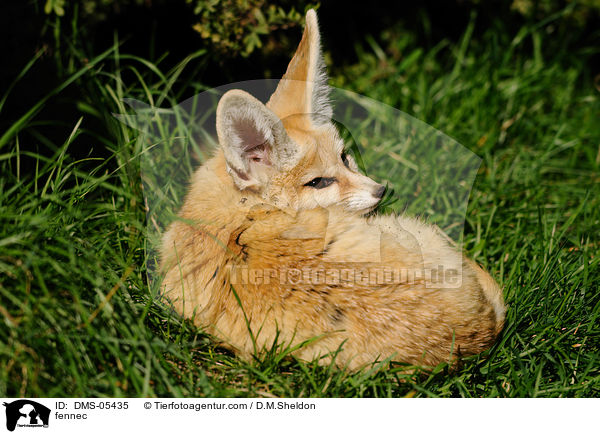 Fennek / fennec / DMS-05435