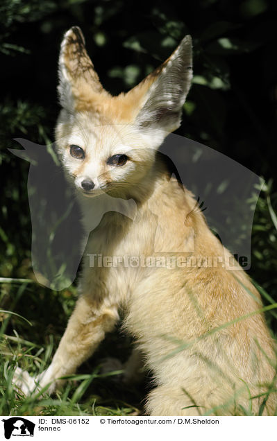 fennec / DMS-06152