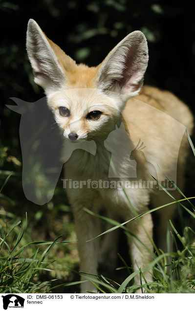 Fennek / fennec / DMS-06153