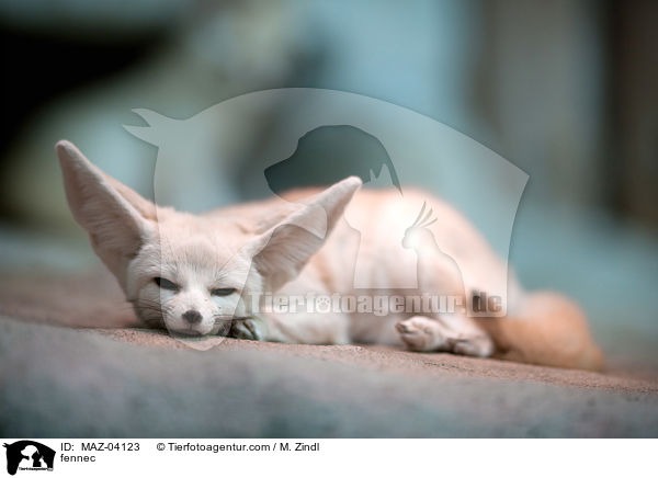 Fennek / fennec / MAZ-04123