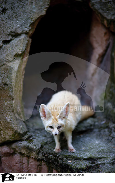 Fennec / MAZ-05816