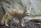 fennec