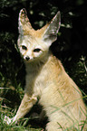 fennec