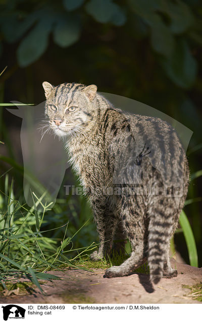 fishing cat / DMS-08469