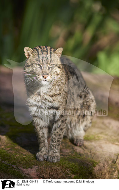 Fischkatze / fishing cat / DMS-08471
