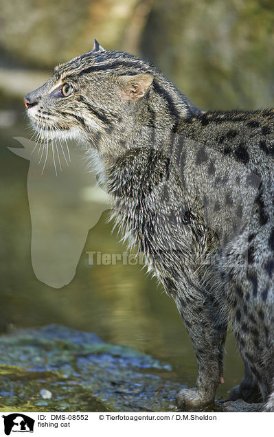 Fischkatze / fishing cat / DMS-08552