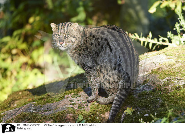 Fischkatze / fishing cat / DMS-08572