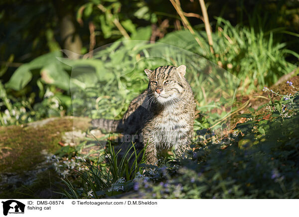 Fischkatze / fishing cat / DMS-08574