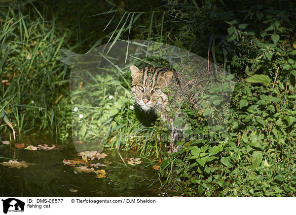 Fischkatze / fishing cat / DMS-08577