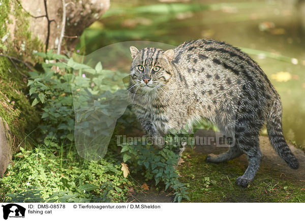 Fischkatze / fishing cat / DMS-08578