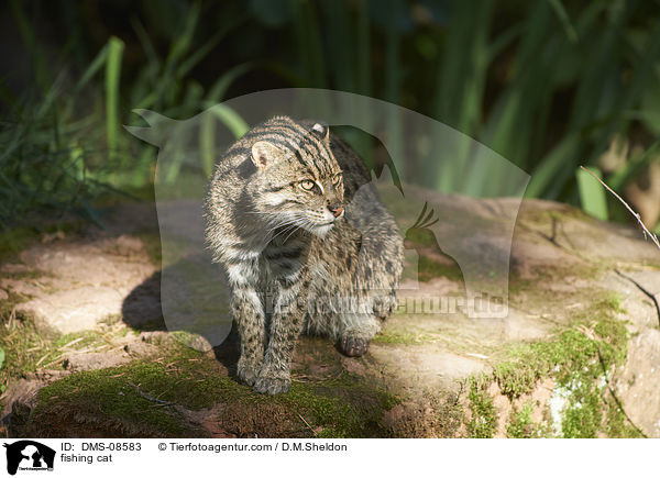 fishing cat / DMS-08583