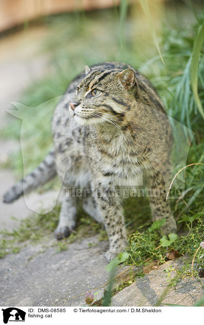 Fischkatze / fishing cat / DMS-08585