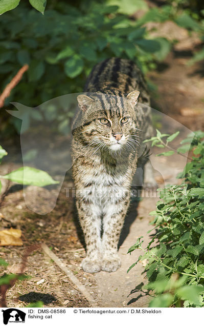 fishing cat / DMS-08586