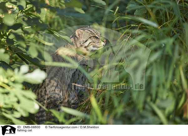 Fischkatze / fishing cat / DMS-08600