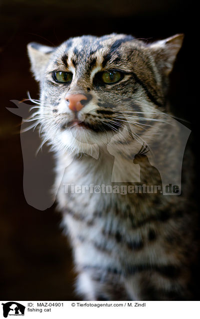 Fischkatze / fishing cat / MAZ-04901
