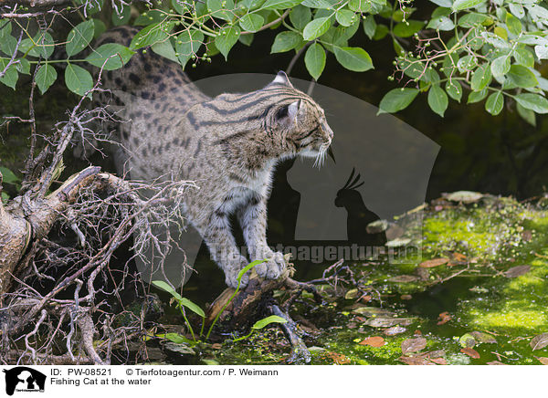 Fishing Cat at the water / PW-08521
