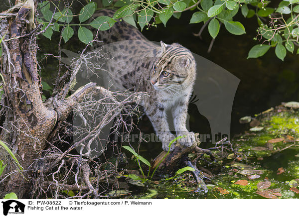 Fishing Cat at the water / PW-08522