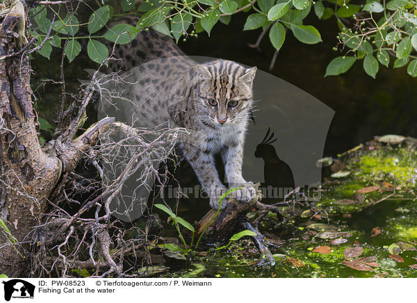 Fishing Cat at the water / PW-08523