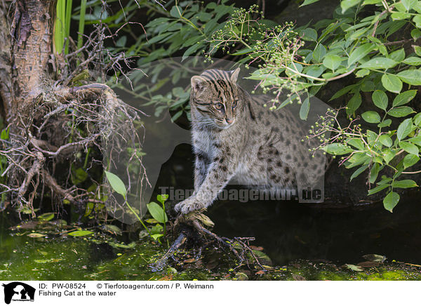 Fishing Cat at the water / PW-08524