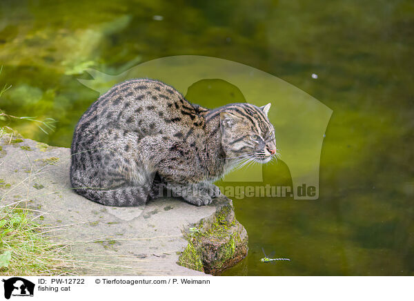 fishing cat / PW-12722