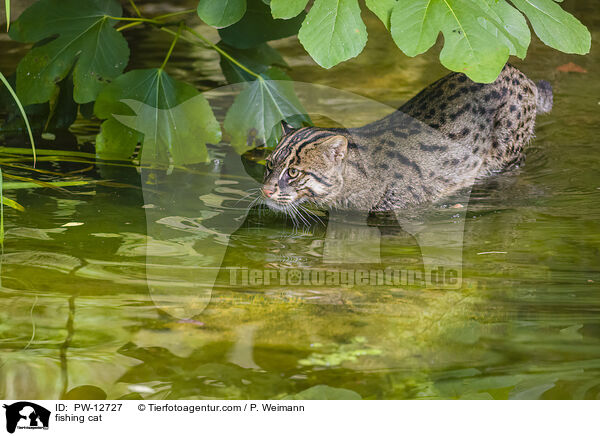 Fischkatze / fishing cat / PW-12727