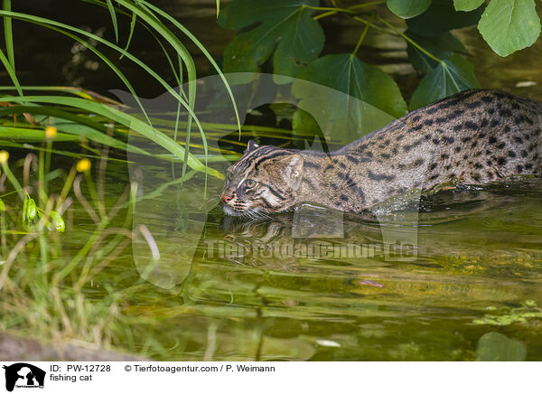 Fischkatze / fishing cat / PW-12728