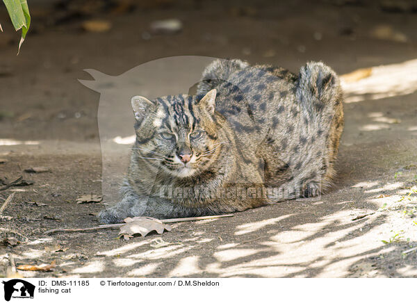 Fischkatze / fishing cat / DMS-11185