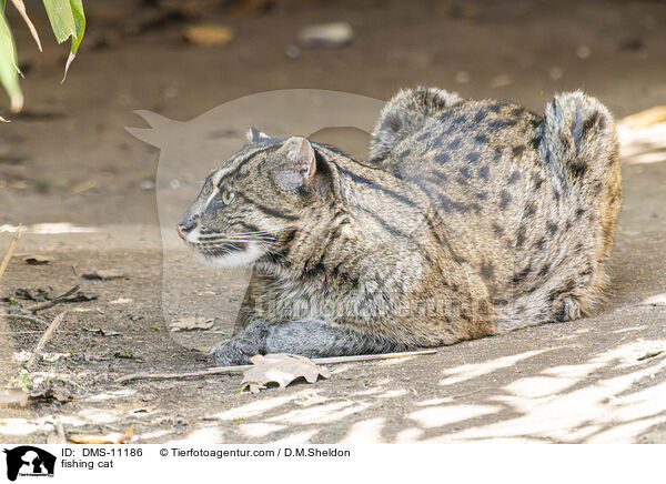 Fischkatze / fishing cat / DMS-11186