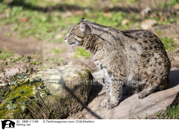 Fischkatze / fishing cat / DMS-11188