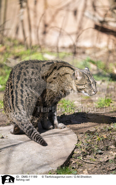 Fischkatze / fishing cat / DMS-11189