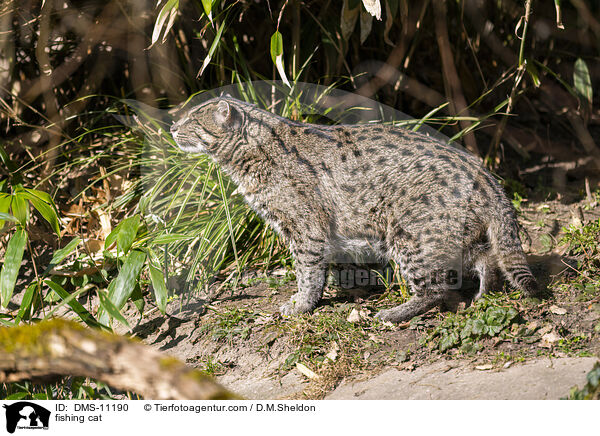 Fischkatze / fishing cat / DMS-11190