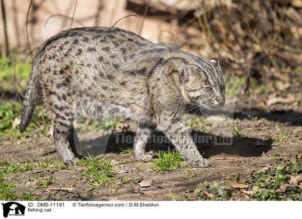 Fischkatze / fishing cat / DMS-11191