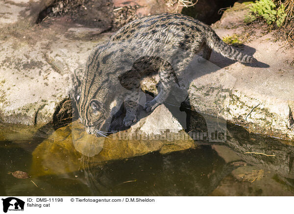 Fischkatze / fishing cat / DMS-11198