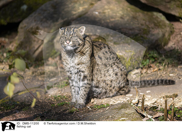 Fischkatze / fishing cat / DMS-11200